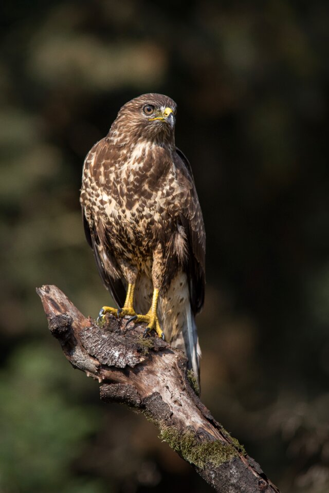Bird bird of prey nature
