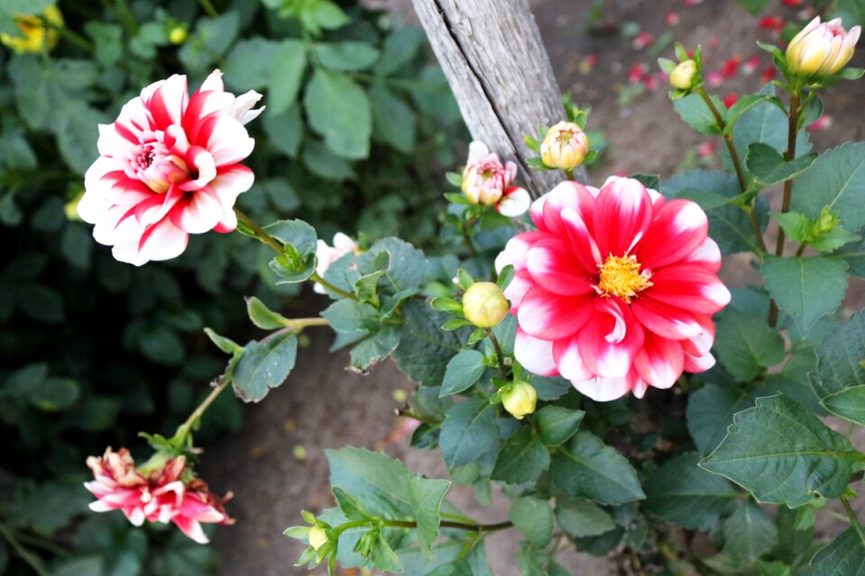 Flowers red roses love