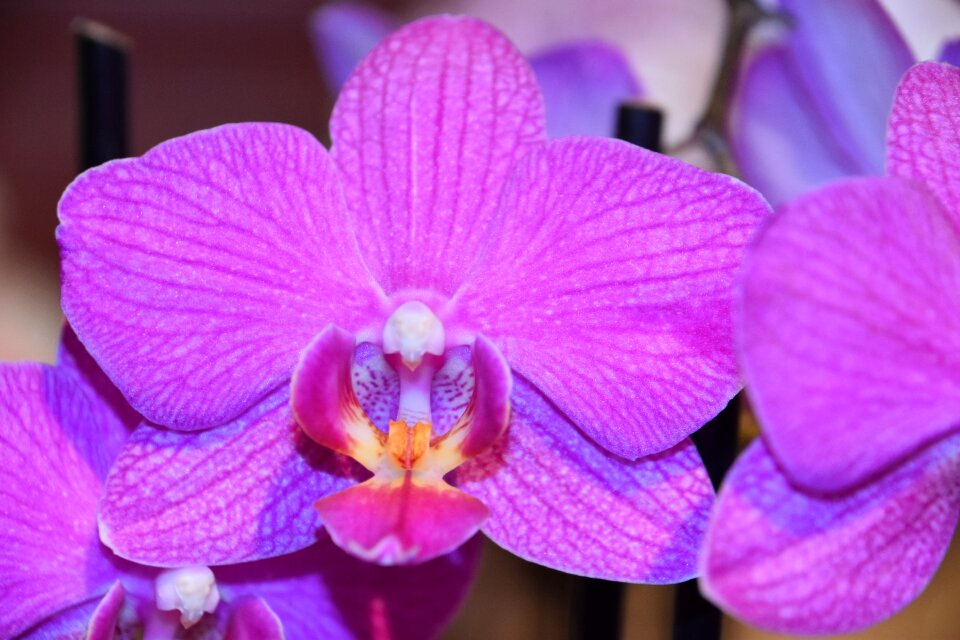 Petal tropical phalaenopsis orchid