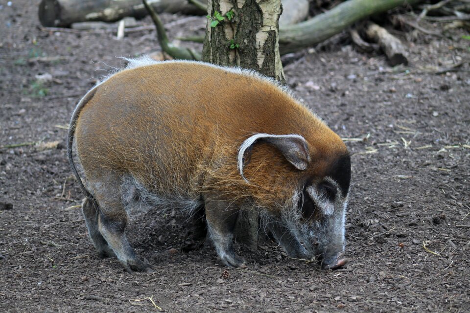 Mammal wildlife nature