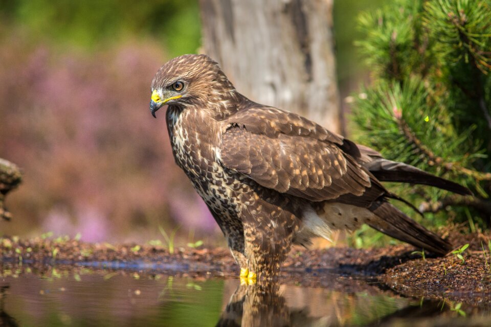 Sparrowhawk bird of prey bird
