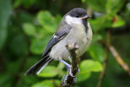 Outdoors animals beak photo