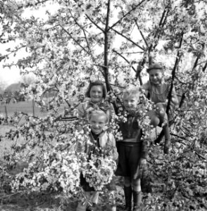 Vier kinderen in een bloeiende boom, Bestanddeelnr 252-1920