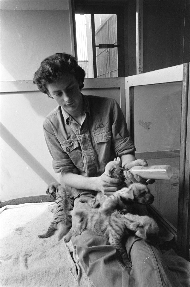 Vier hyenas met fles in Artis, Bestanddeelnr 919-0091