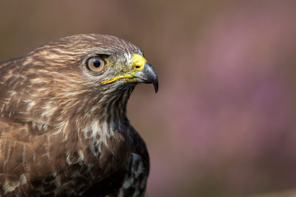 Head bird bird of prey
