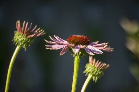 Boost garden summer plants photo