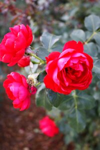 Red roses love red rose