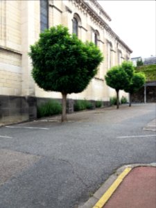 Vichy - Centre hospitalier, arbres devant la chapelle photo