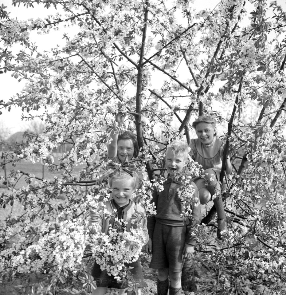 Vier kinderen in een bloeiende boom, Bestanddeelnr 252-1921