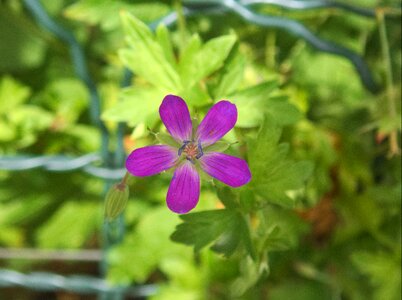 Flower plant geranium greenhouse photo