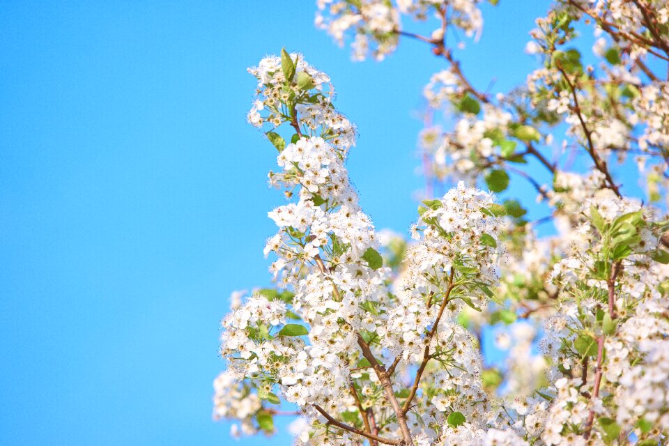 Beautiful aesthetic branch