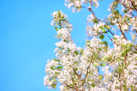 Beautiful aesthetic branch