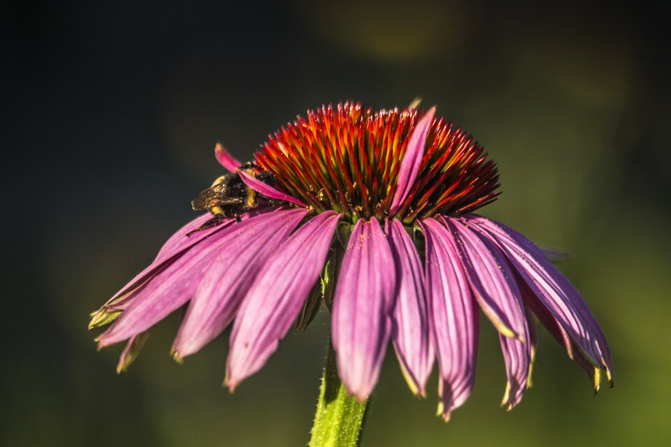 Garden summer nature