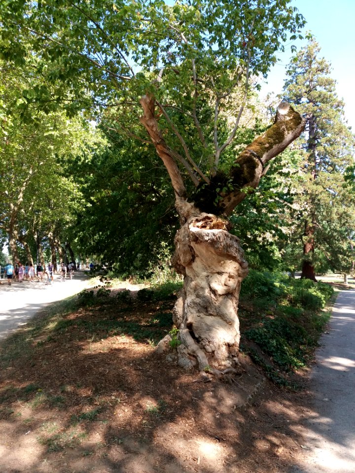 Vichy - Parc Napoléon III, érable negundo (1)