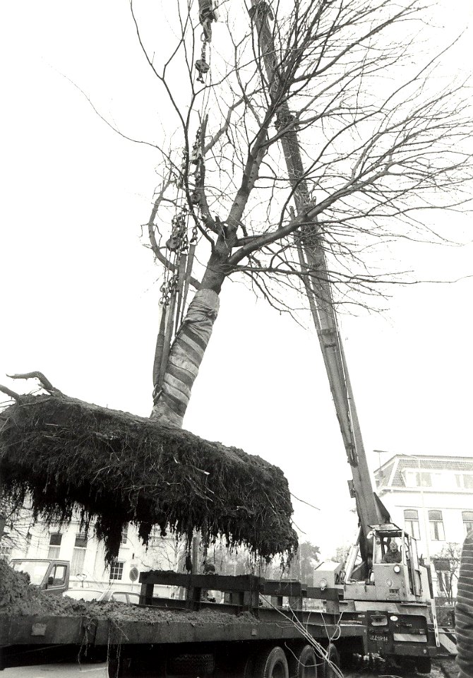 Vier kastanje bomen uit de P.C. Boutensstraat, geplaatst op de hoek ParklaanZijhuizen. Aangekocht in 1983 van United Photos de Boer bv. - Negatiefnummer 21413 K 25 a. - Gepubliceerd in het Haarlems Da