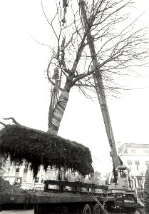 Vier kastanje bomen uit de P.C. Boutensstraat, geplaatst op de hoek ParklaanZijhuizen. Aangekocht in 1983 van United Photos de Boer bv. - Negatiefnummer 21413 K 25 a. - Gepubliceerd in het Haarlems Da