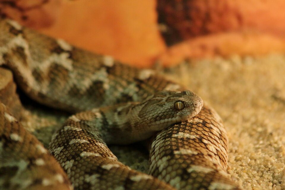 Nature animals predator