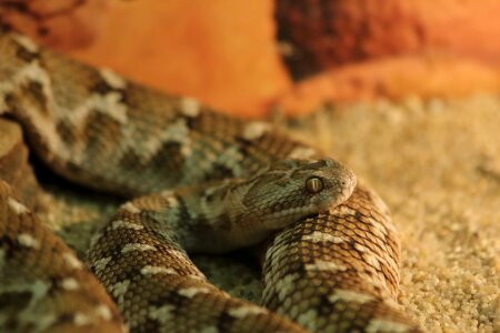 Nature animals predator