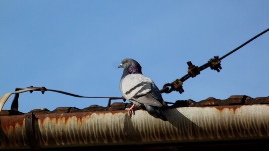 Nature pigeon roof