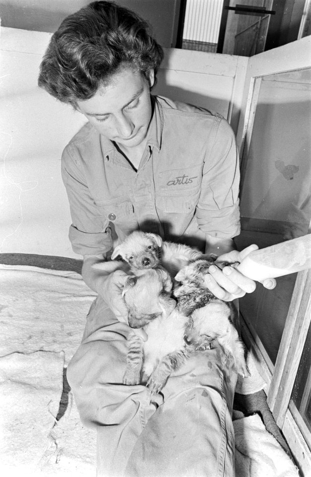 Vier hyenas met fles in Artis, Bestanddeelnr 919-0090