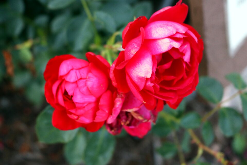 Red roses love red rose