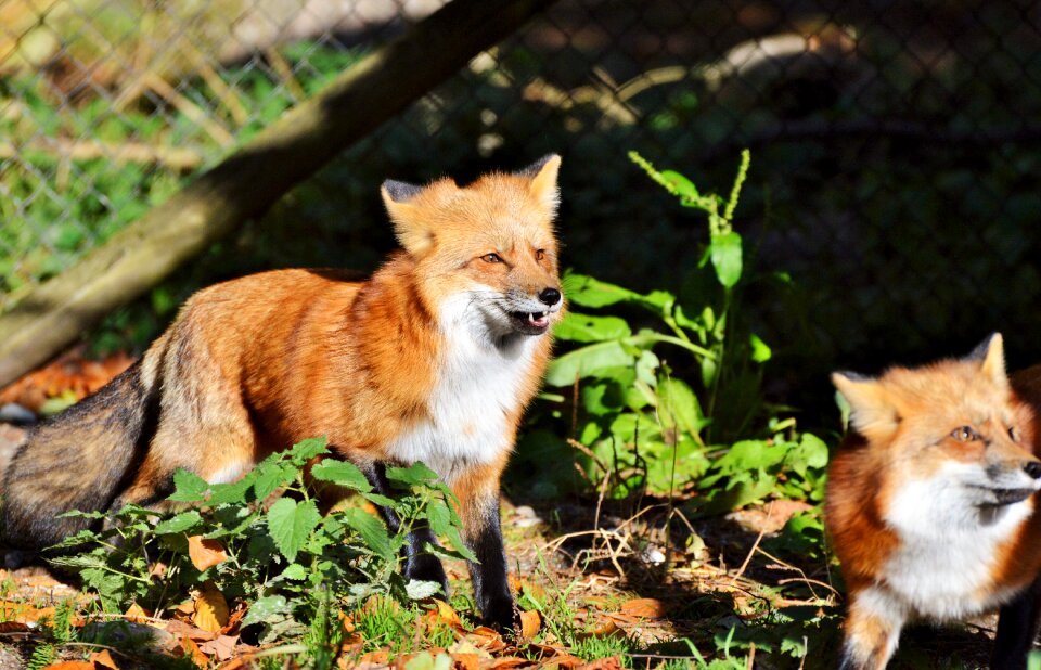 Reddish fur fur wild animal