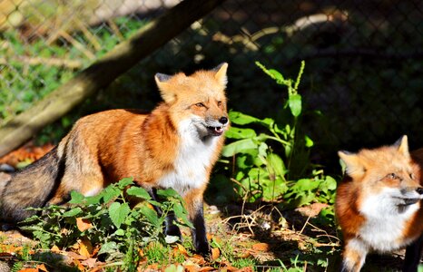 Reddish fur fur wild animal