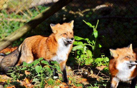 Reddish fur fur wild animal photo