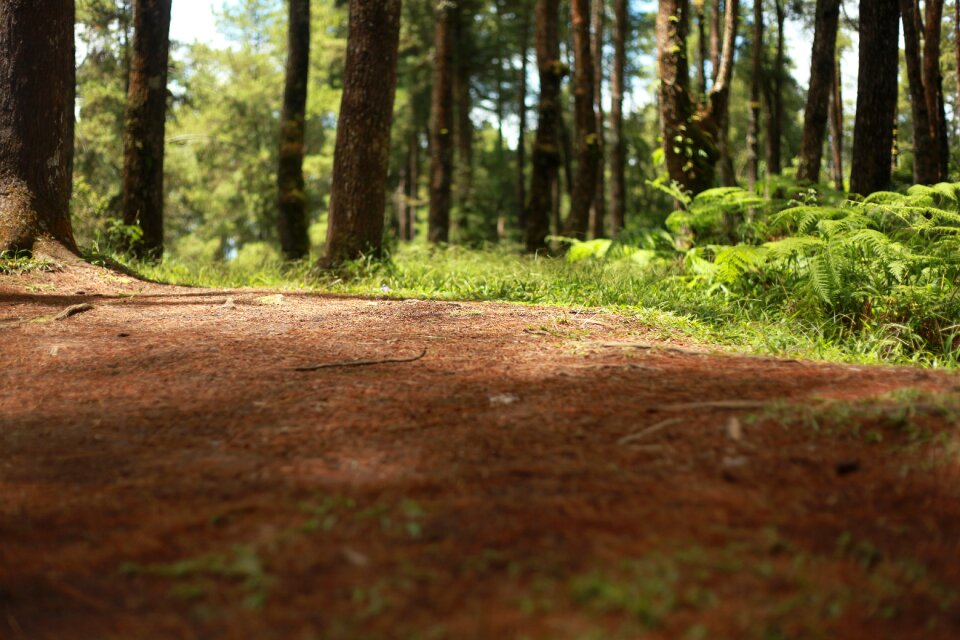 Nature landscape trees