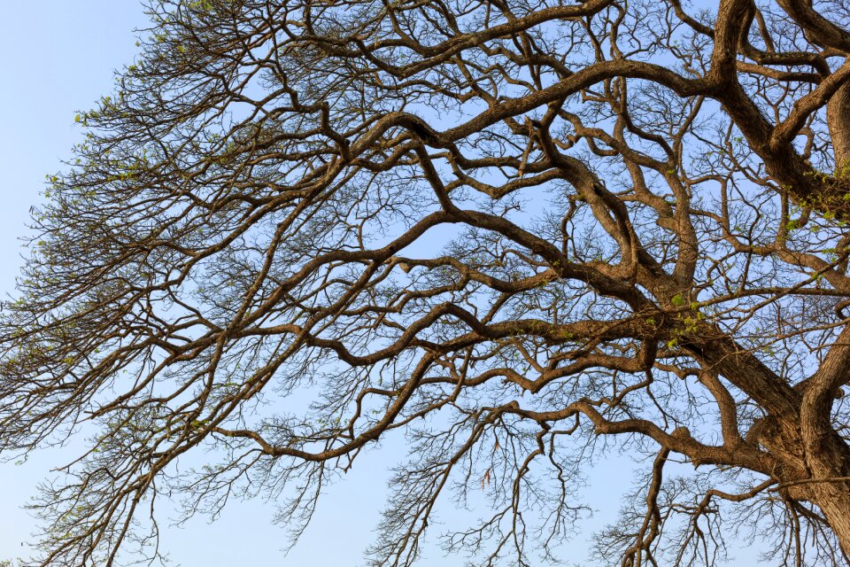 Green twigs dry leaves