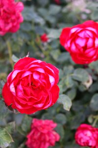 Red roses love red rose