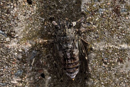 Sun provence cicada