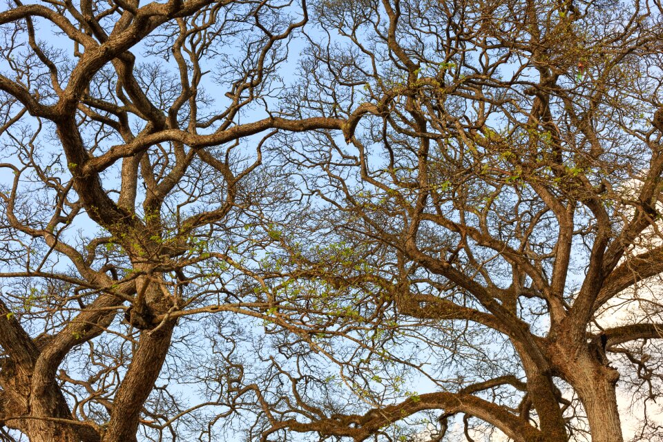 Green twigs dry leaves