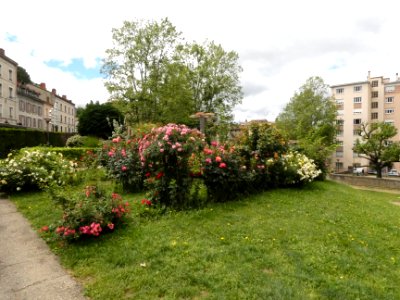 Vienne - Jardin de Cybèle - Rosiers
