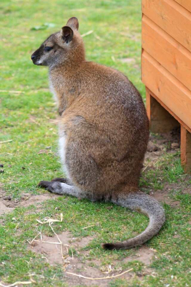 Nature mammal australia