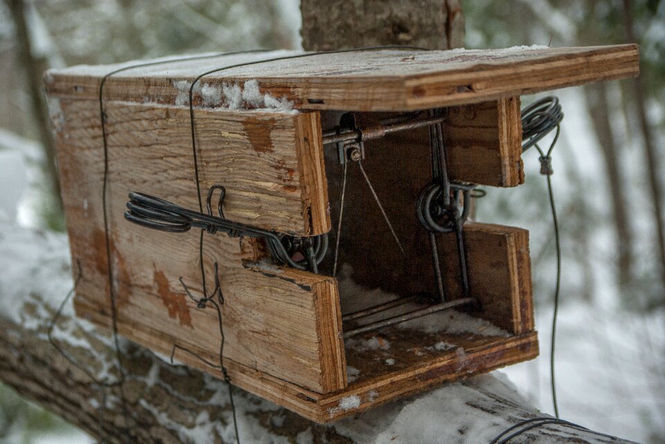 Trapper game forest