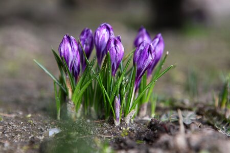 Krokus season spring