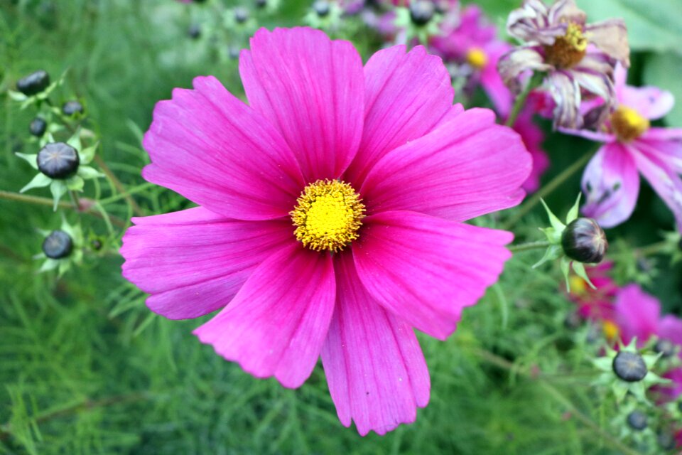 Pink flower nature