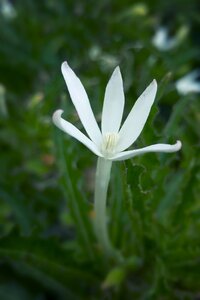 Pistil petal macro