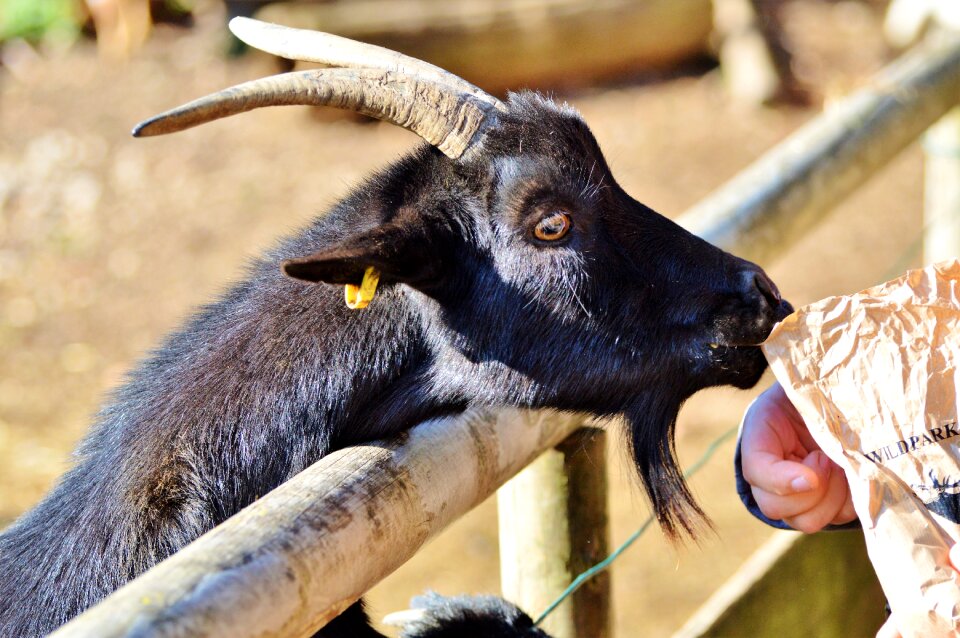 Animal billy goat head