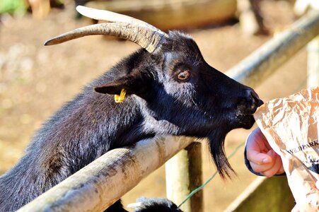 Animal billy goat head photo