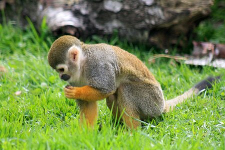 Wild nature mammal