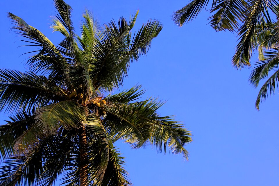 The tropical summer beach