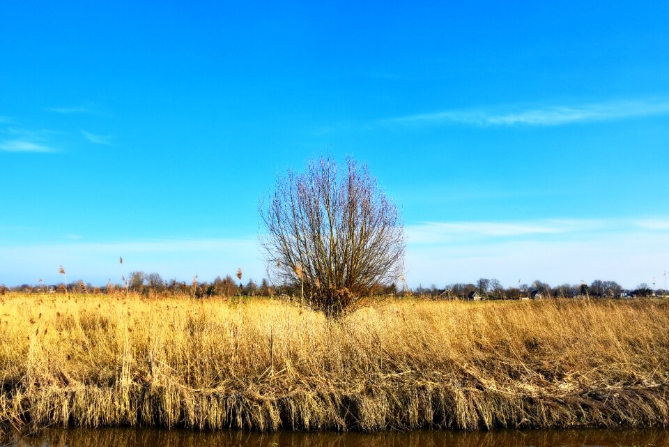 Lonely tree landscape dutch landscape