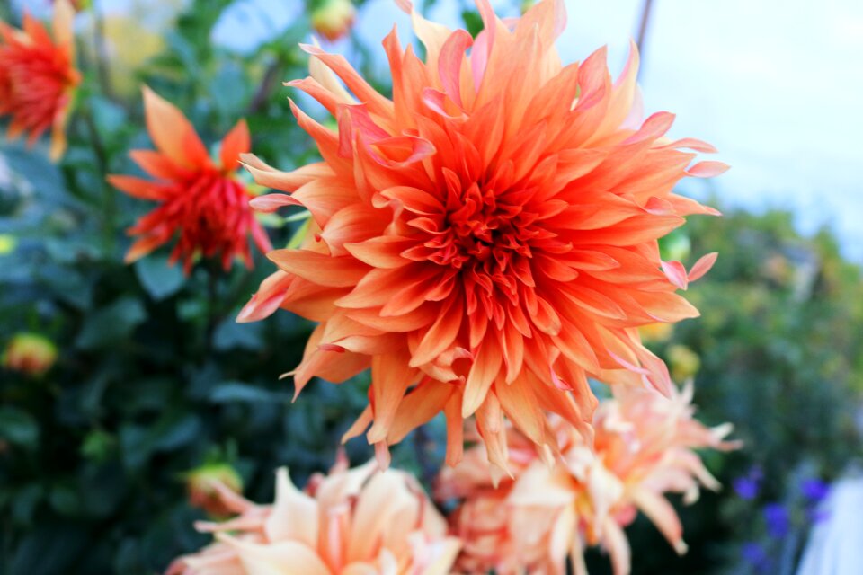Orange floral plant