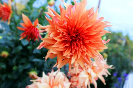 Orange floral plant photo