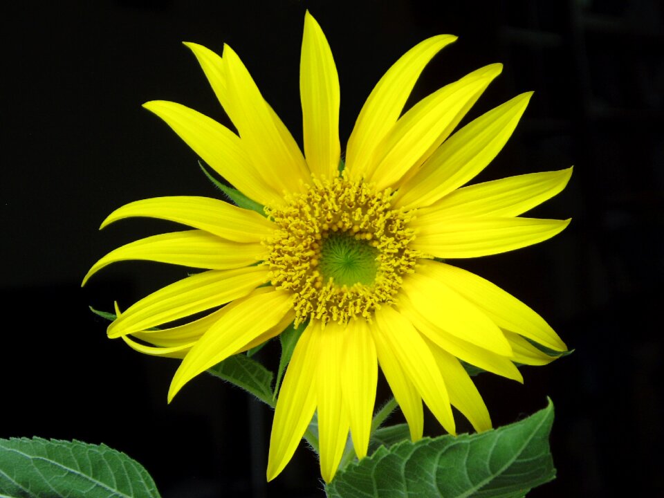Flowers yellow yellow flower