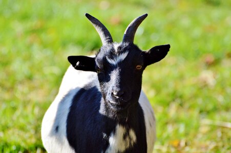 Livestock kid cute photo