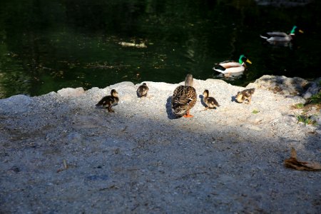 Vie de famille chez les canards