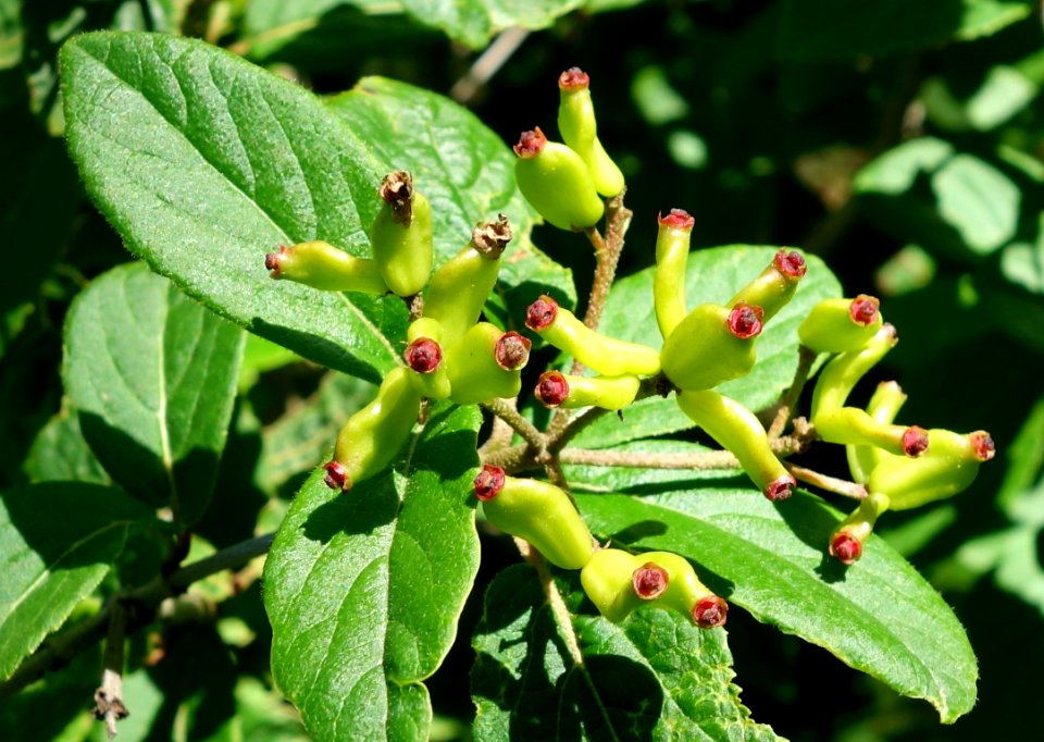Viburnum burejaeticum - Arnold Arboretum - DSC06827